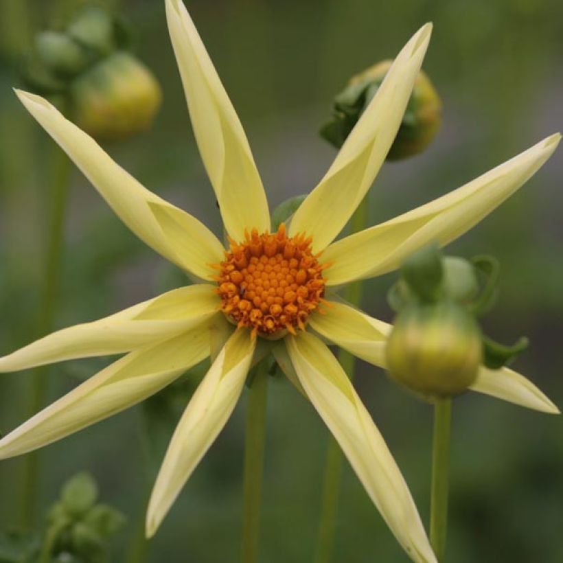 Dahlia Honka Yellow - orchideebloemige dahlia (Flowering)