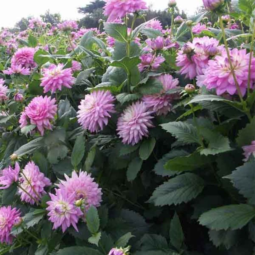 Dahlia Karma Amanda - decoratieve dahlia (Bloei)