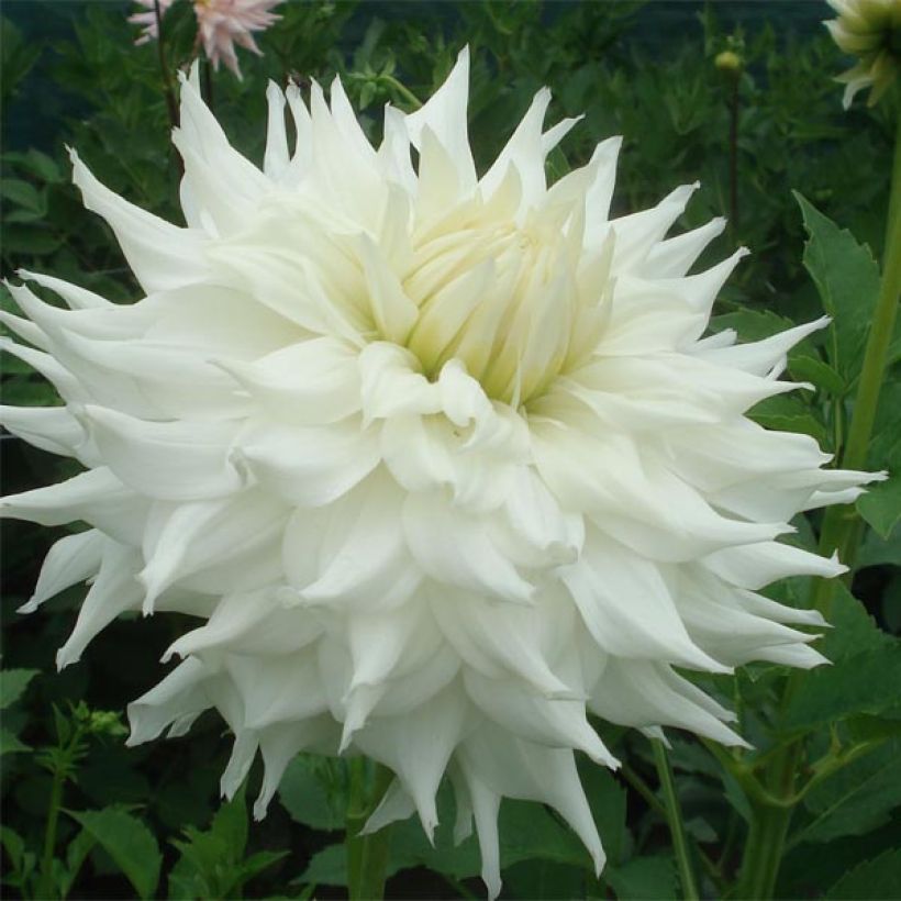 Dahlia Klondyke - decoratieve dahlia (Bloei)