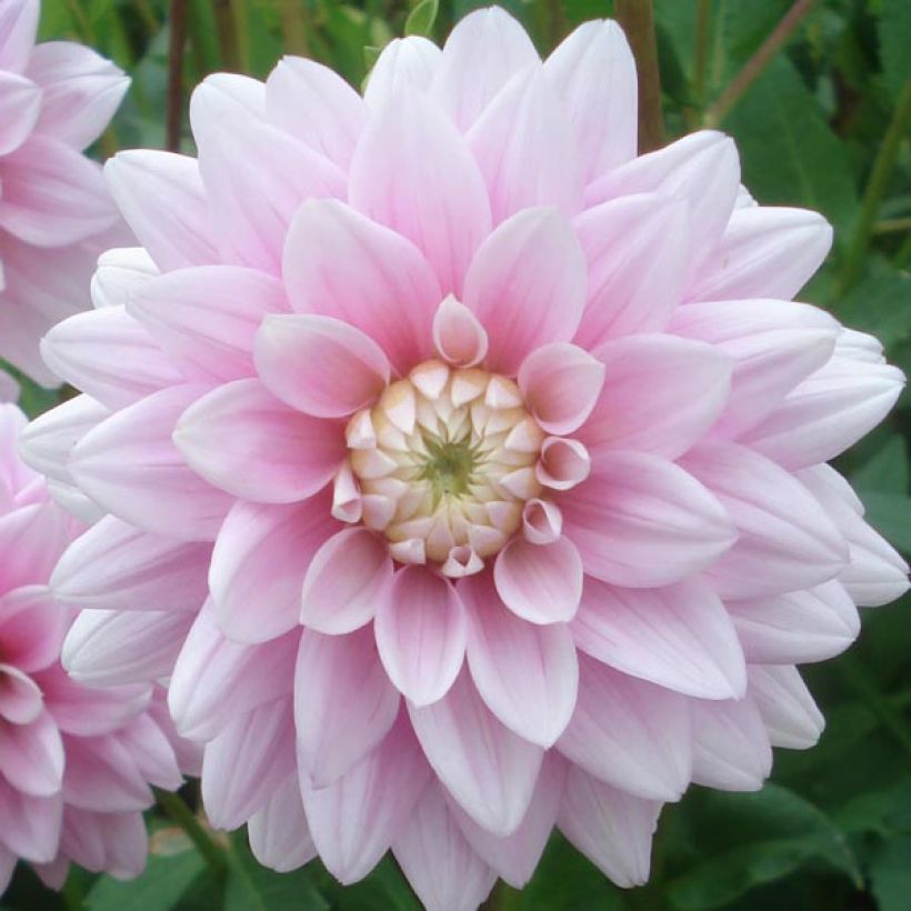 Dahlia Offshore Dream - Waterleliedahlia (Flowering)