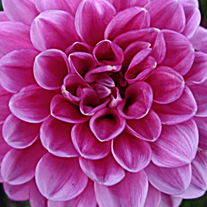 Dahlia Peter - baldahlia (Bloei)