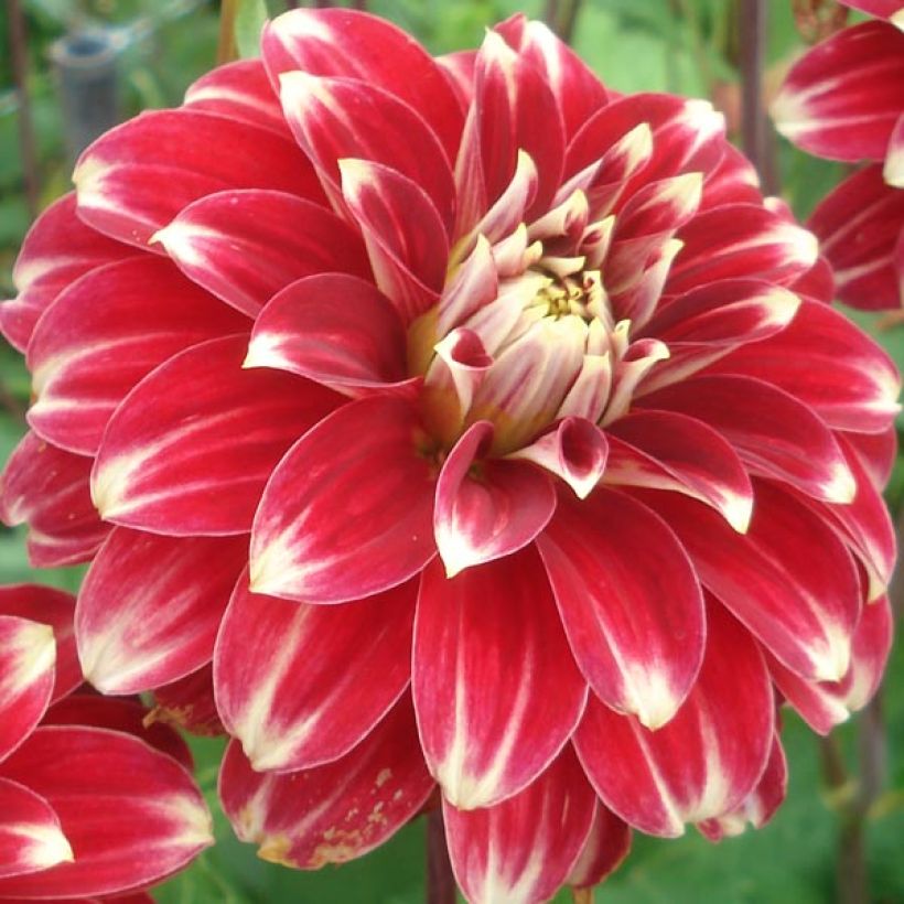 Dahlia Red Rock - decoratieve dahlia (Flowering)