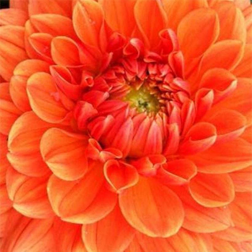 Dahlia Renato Tosio - decoratieve dahlia (Flowering)
