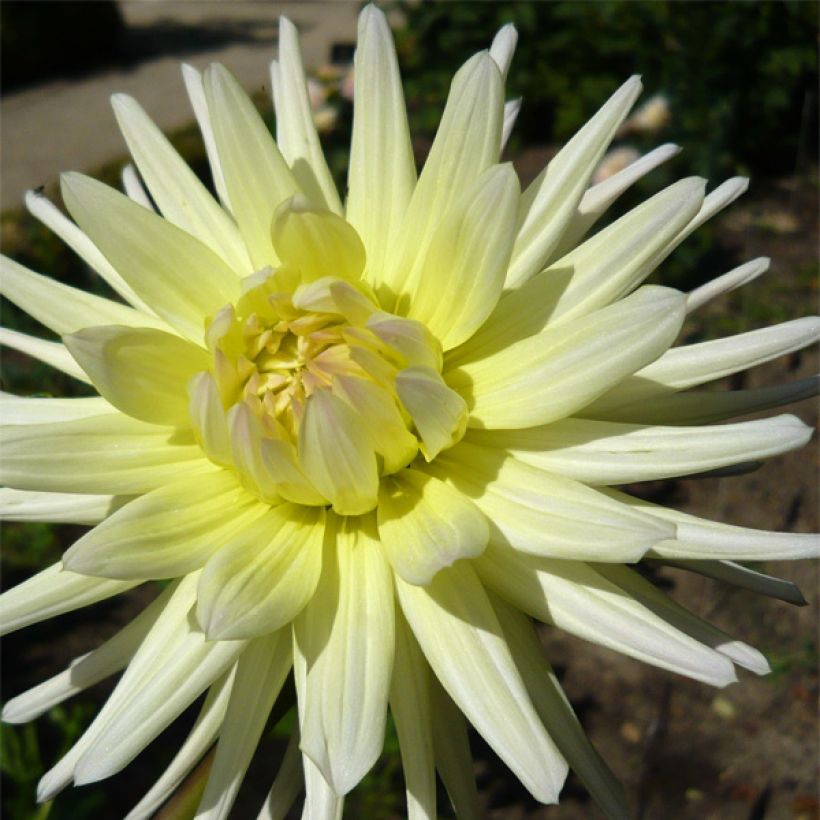Dahlia Shooting Star - cactusdahlia (Flowering)