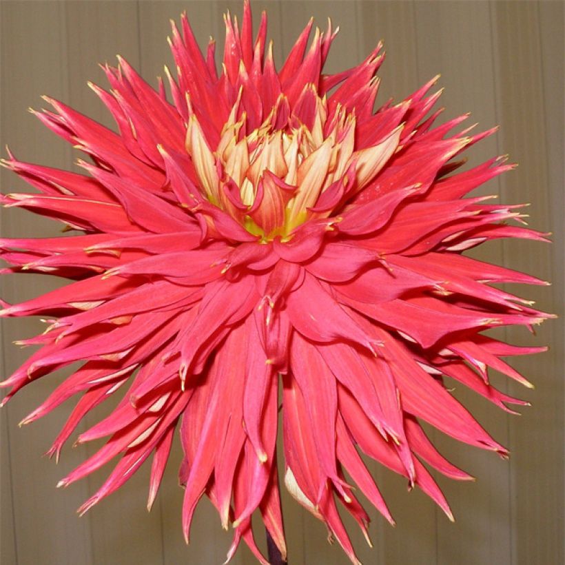 Dahlia Showntell - cactusdahlia (Flowering)