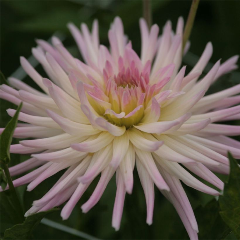 Dahlia Star's Lady - Cactusdahlia (Bloei)