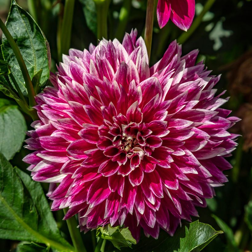 Dahlia Temple of Beauty - decoratieve dahlia (Bloei)