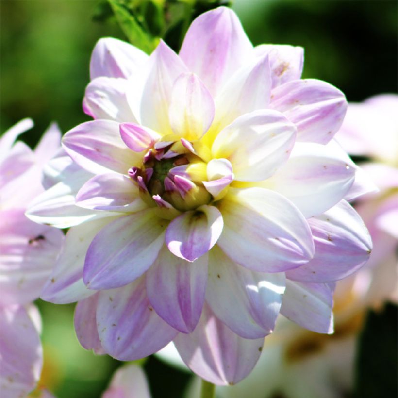 Dahlia Twilight Time - decoratieve dahlia (Bloei)