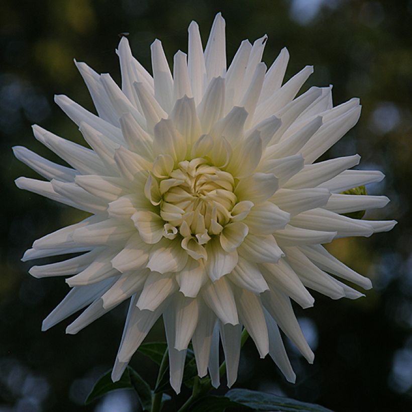 Dahlia White Happiness - cactusdahlia (Bloei)