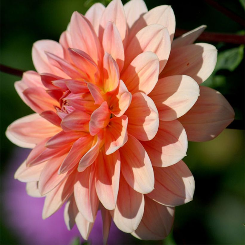 Dahlia Yvonne camélia  - Waterleliedahlia (Flowering)
