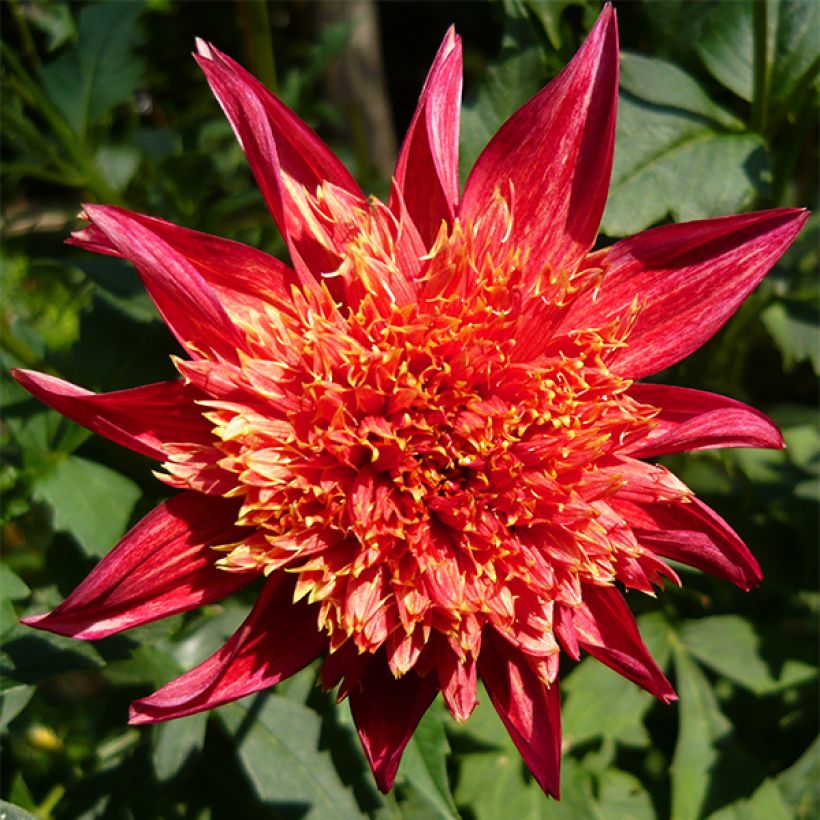 Dahlia Jive - Anemoondahlia (Flowering)