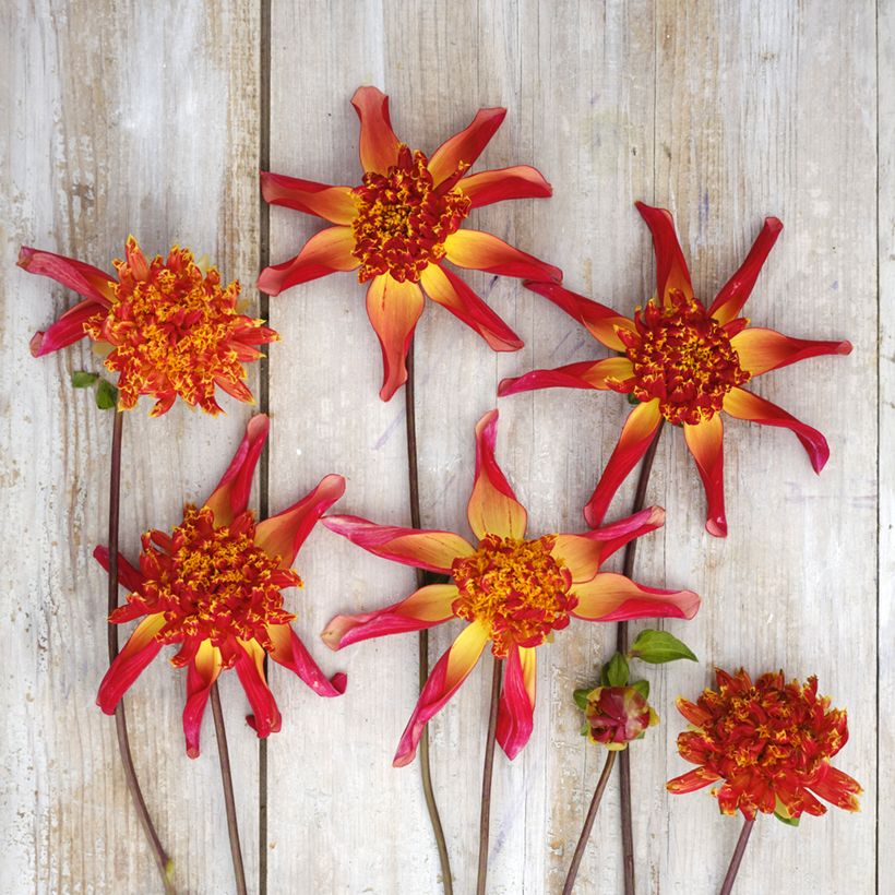Dahlia Octopus Sparkle - Anemoondahlia (Bloei)