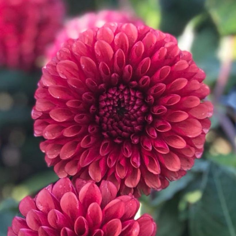 Dahlia Copper Boy - baldahlia (Flowering)