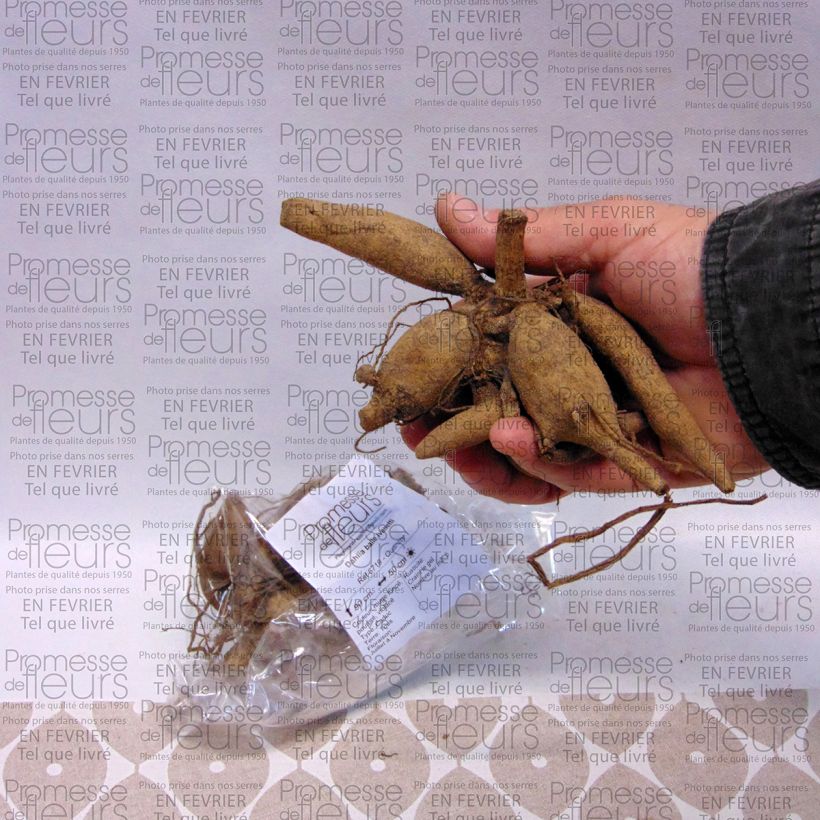 Example of Dahlia balle Ivanetti Bol size I as you get