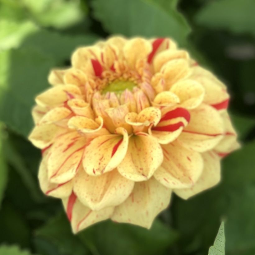 Dahlia Jowey Provence - baldahlia (Bloei)