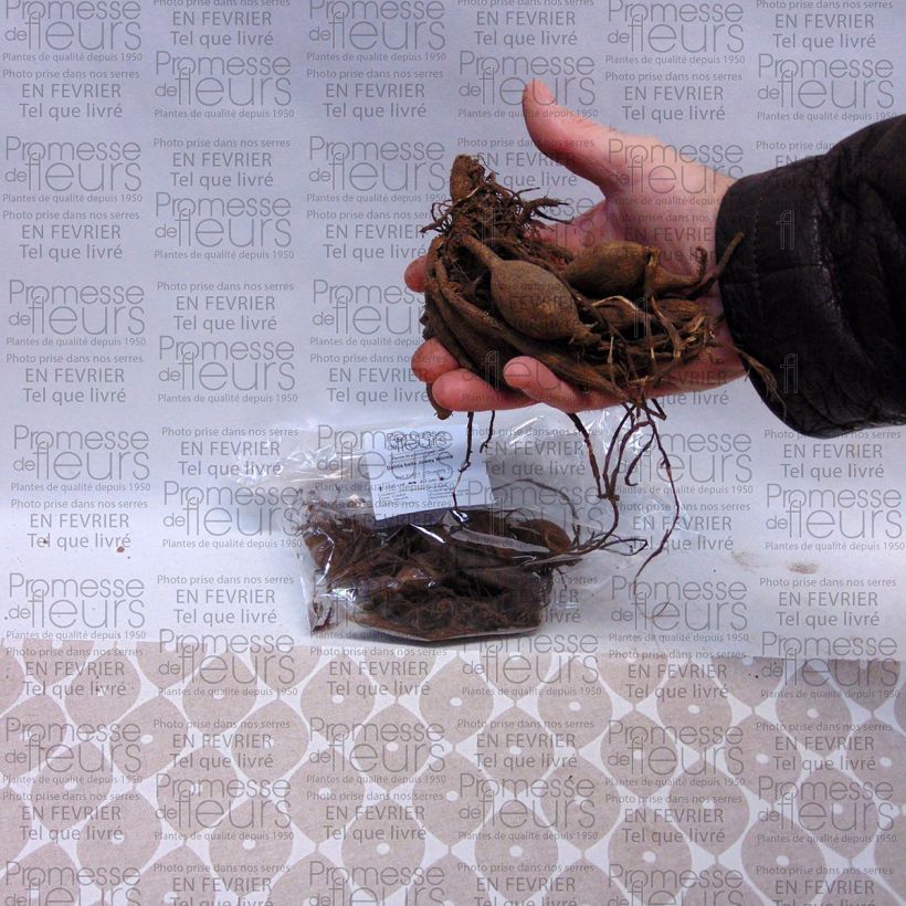 Example of Dahlia Joey Winnie - baldahlia Bol size I as you get