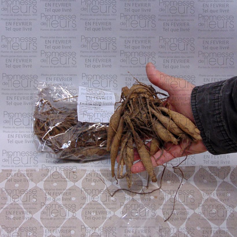 Example of Dahlia balle Marble Ball Bol size I as you get