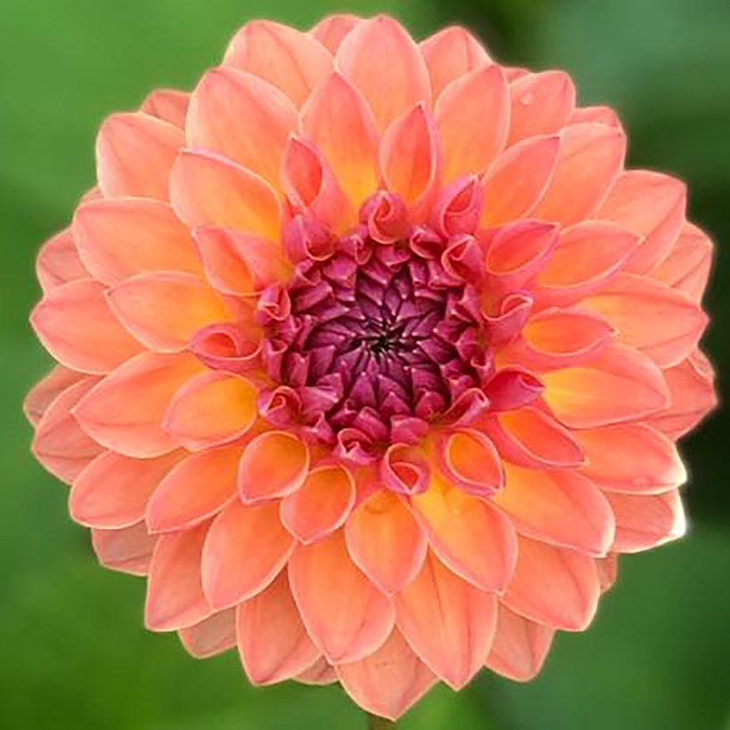 Dahlia Orange Breeze - baldahlia (Flowering)