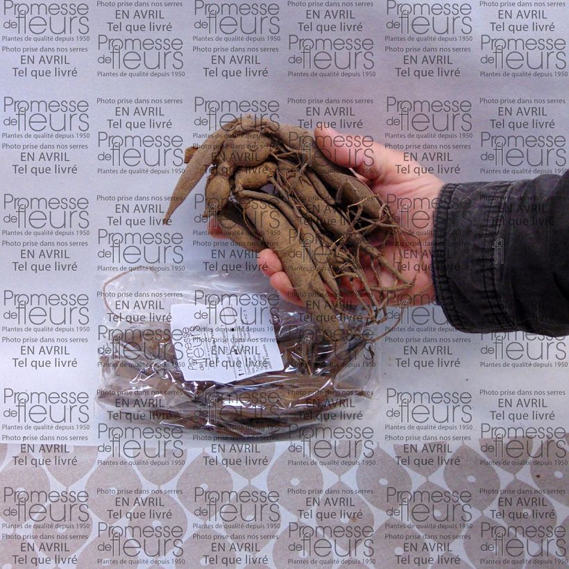 Voorbeeld van een exemplaar van Dahlia Peter - baldahlia Bol kaliber I zoals geleverd