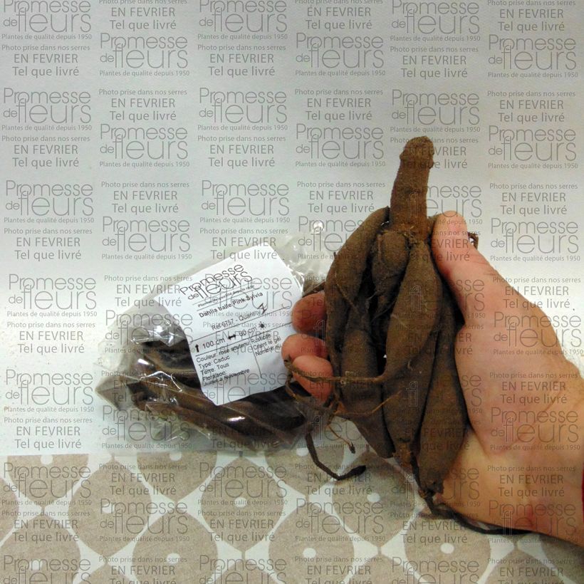 Example of Dahlia balle Pink Sylvia Bol size I as you get