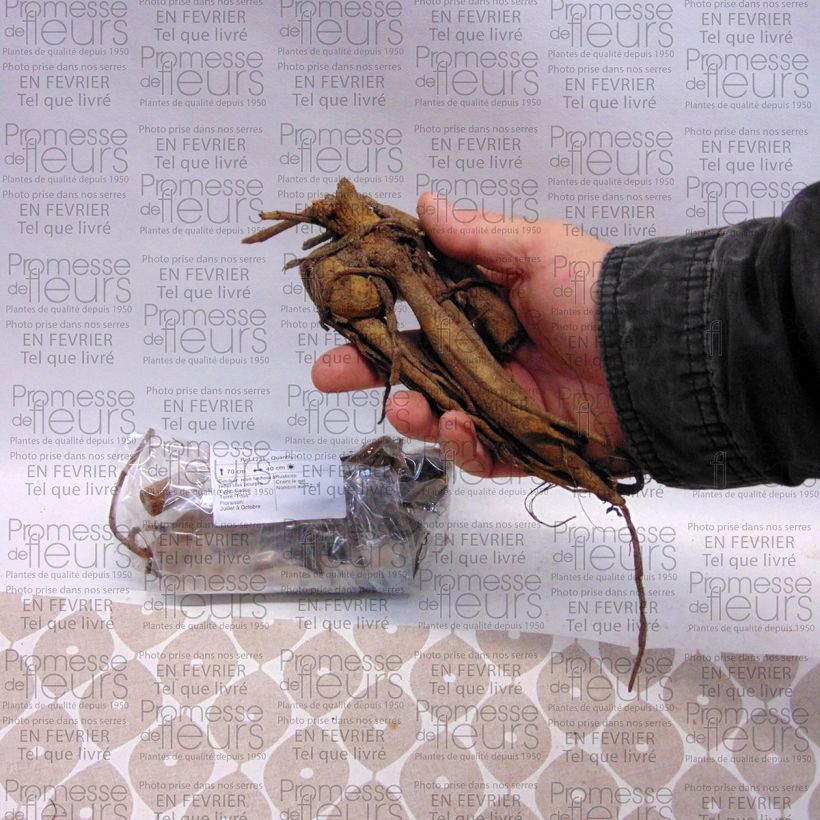 Example of Dahlia Purple Fox - baldahlia Bol size I as you get