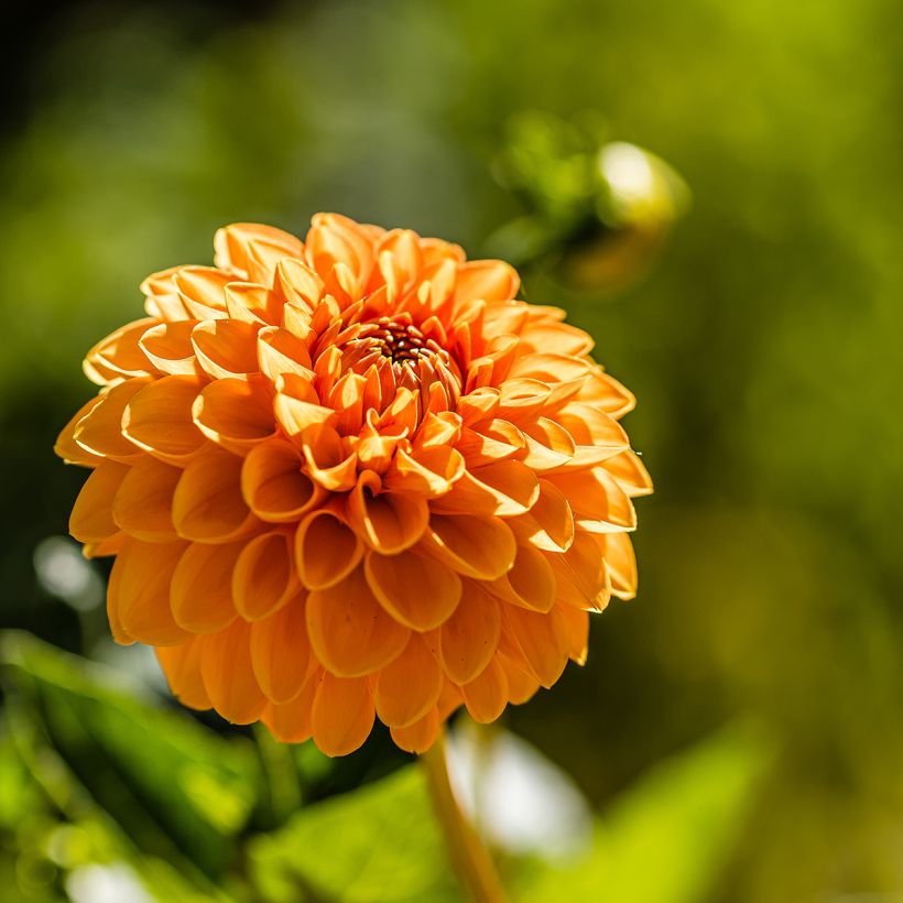 Dahlia Sylvia - baldahlia (Bloei)