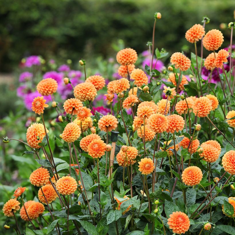 Dahlia Sylvia - baldahlia (Groeiplaats)