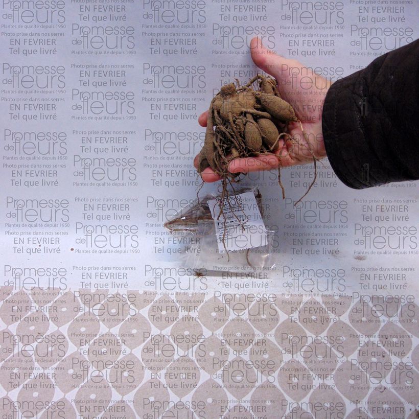 Example of Dahlia cactus Friquolet Bol size I as you get