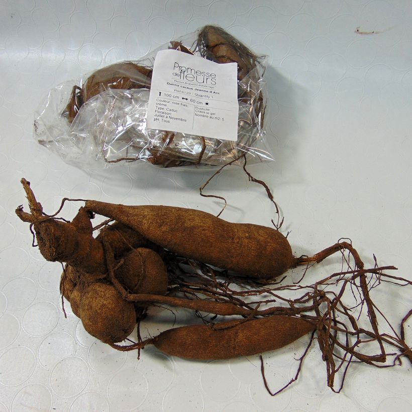 Voorbeeld van een exemplaar van Dahlia Jeanne d Arc - cactusdahlia Bol zoals geleverd