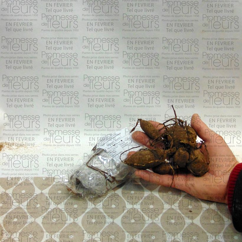 Example of Dahlia cactus Kennemerland Bol size I as you get