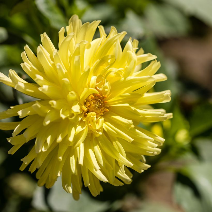 Dahlia Kennemerland - cactusdahlia (Bloei)