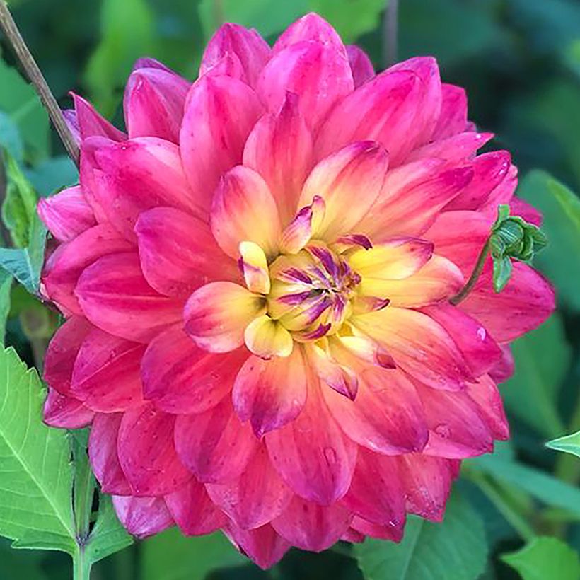 Dahlia Rainbow Silence - cactusdahlia (Flowering)