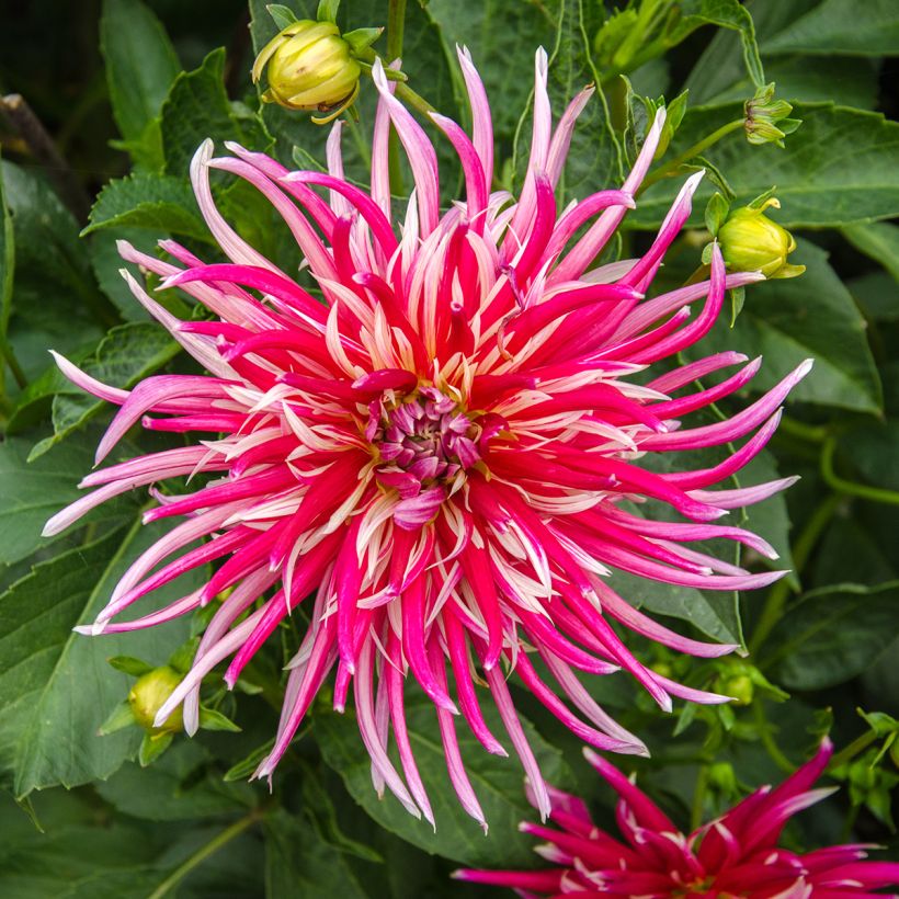 Dahlia Samourai - cactusdahlia (Flowering)