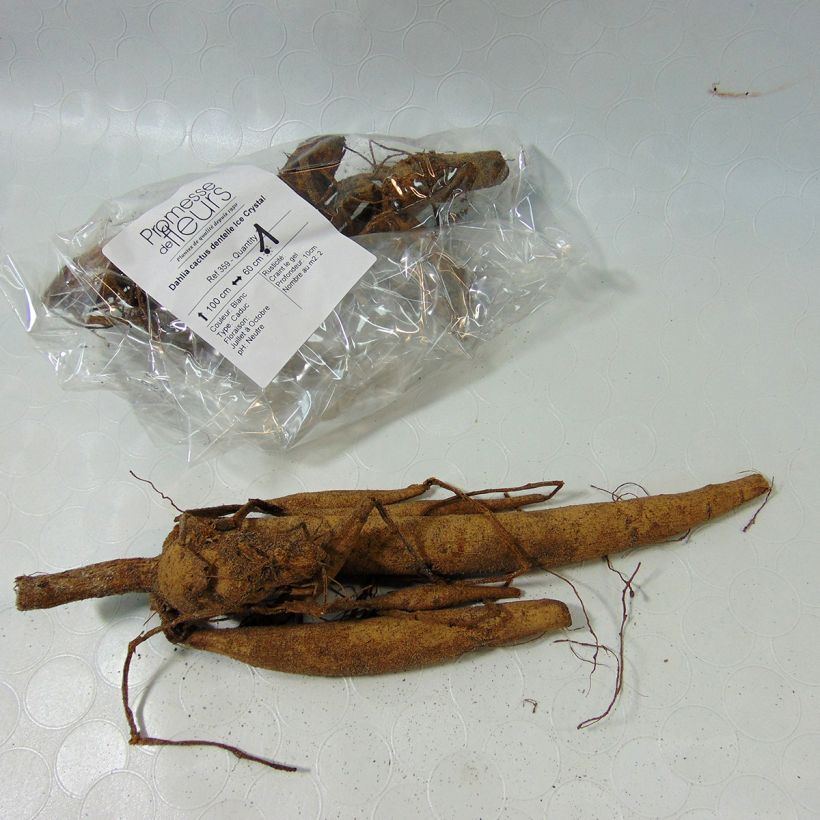 Example of Dahlia cactus dentelle Ice Crystal Bol size I as you get