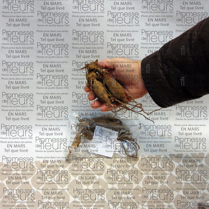 Example of Dahlia cactus nain Park Record Bol size I as you get