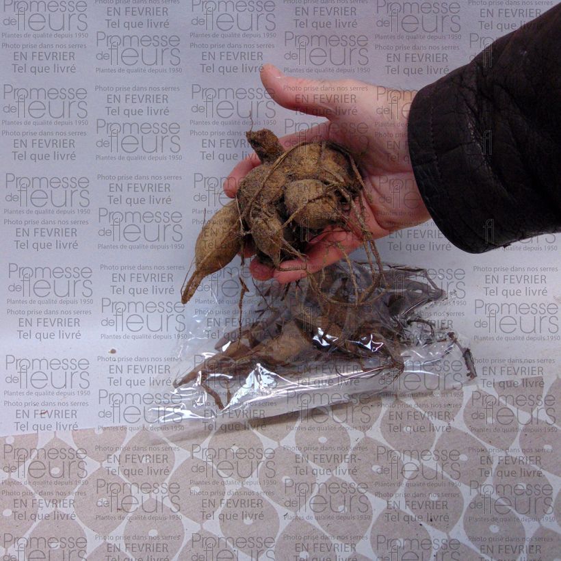 Voorbeeld van een exemplaar van Dahlia Apricot Desire - Waterleliedahlia Bol kaliber I zoals geleverd