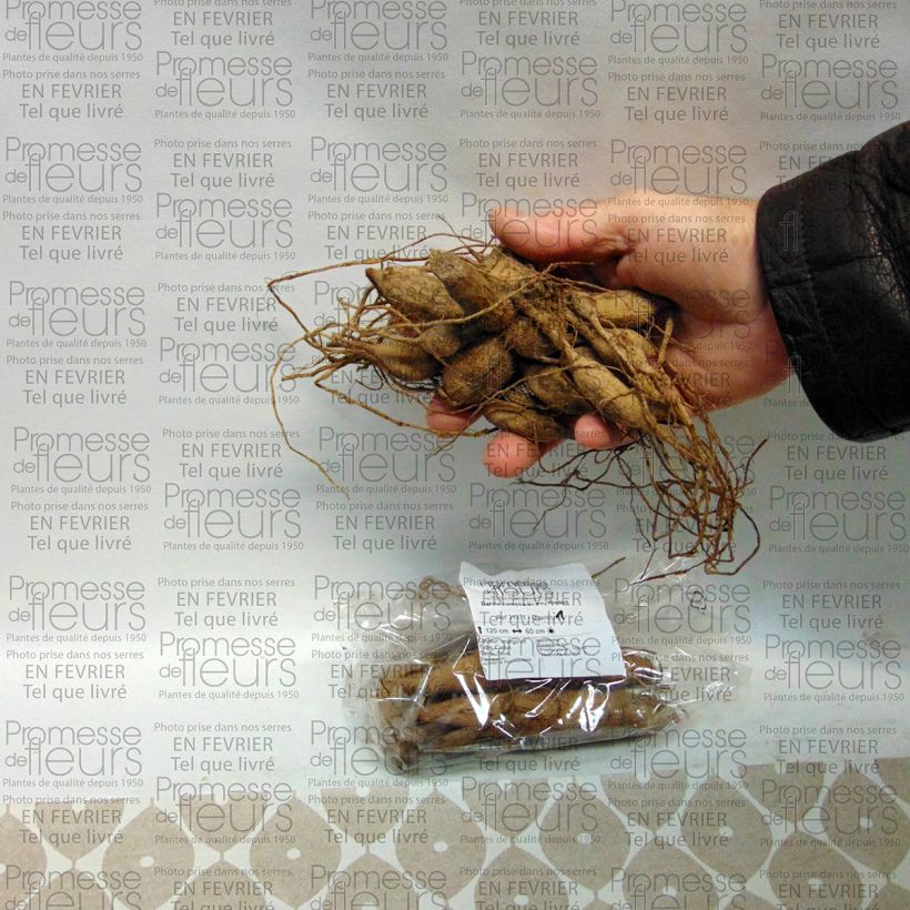 Example of Dahlia camélia Dr Ph. Riedell Bol size I as you get