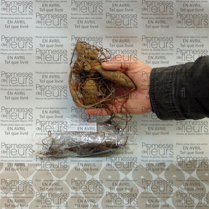 Example of Dahlia camélia Happy Butterfly Bol size I as you get