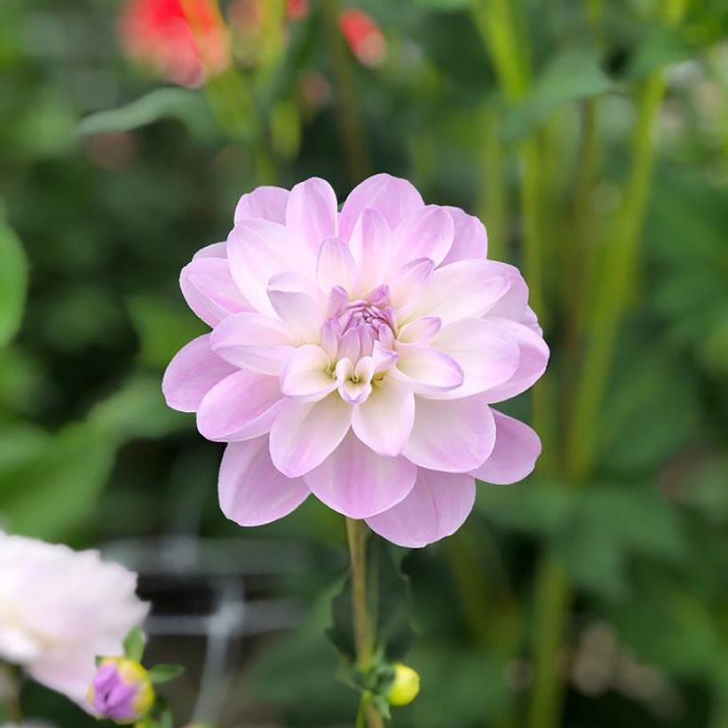Dahlia Porcelain - Waterleliedahlia (Flowering)