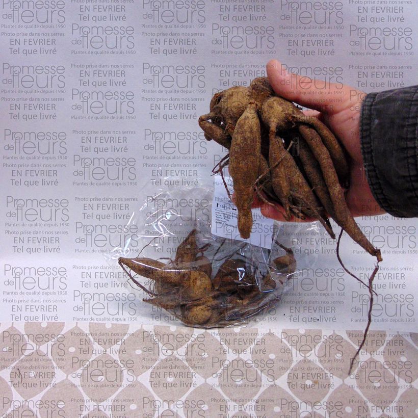 Example of Dahlia Yvonne camélia  - Waterleliedahlia Bol size I as you get