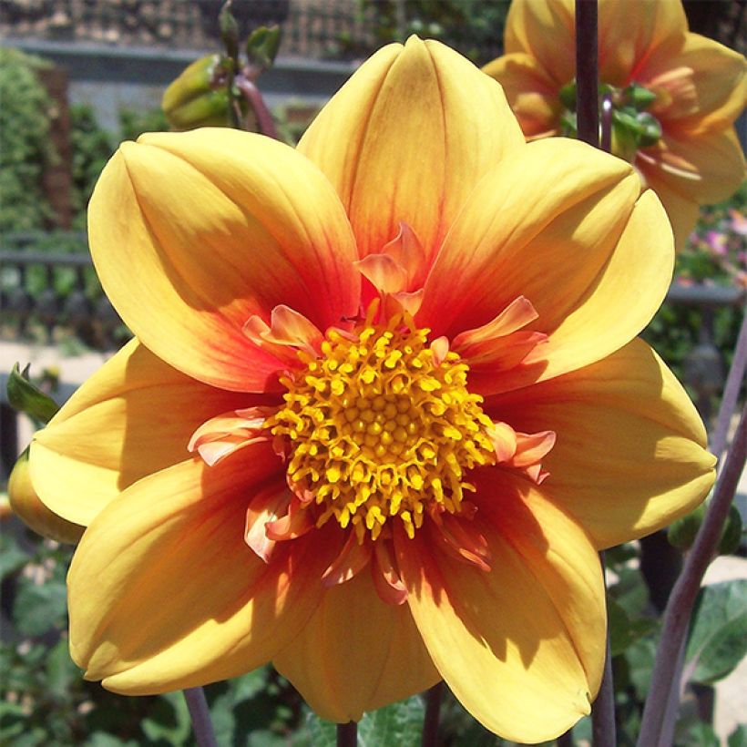 Dahlia Esther - halskraagdahlia (Bloei)