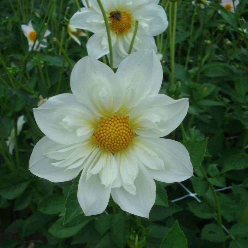 Dahlia Twynings White Chocolate - halskraagdahlia (Bloei)