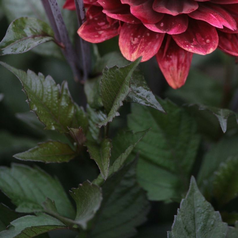 Dahlia After Dusk - decoratieve dahlia (Blad)