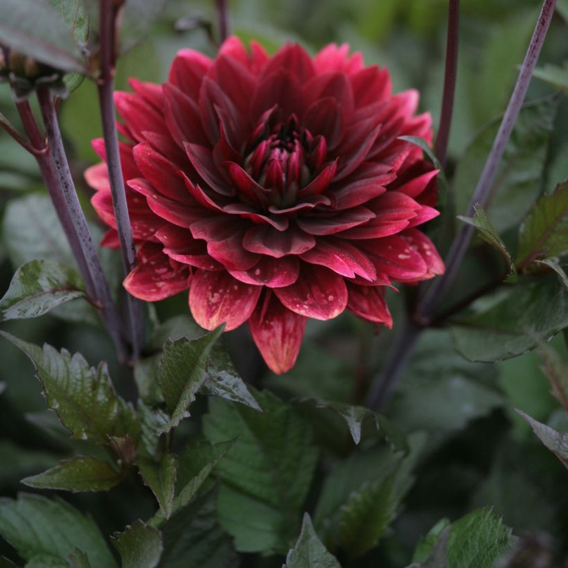 Dahlia After Dusk - decoratieve dahlia (Bloei)