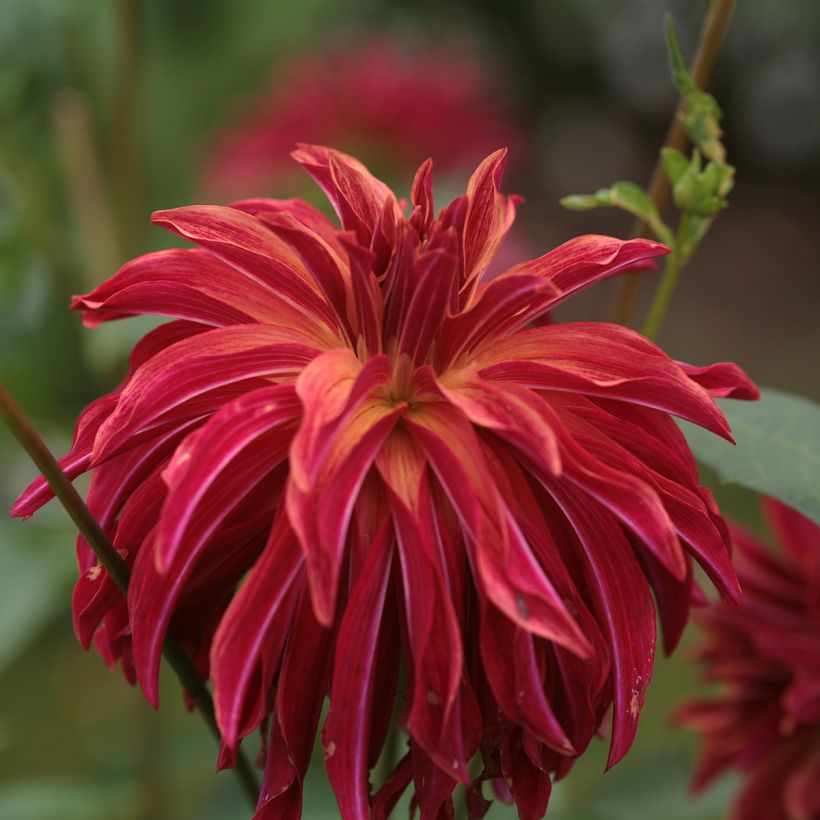 Dahlia Bangkok - decoratieve dahlia (Bloei)