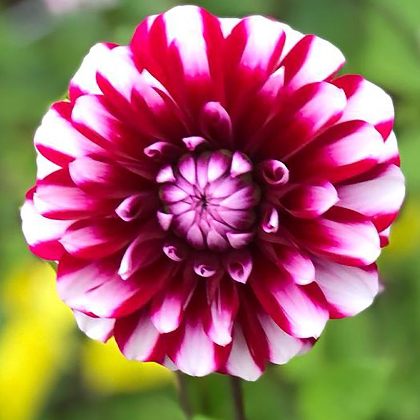 Dahlia Bourbon Street - decoratieve dahlia (Bloei)