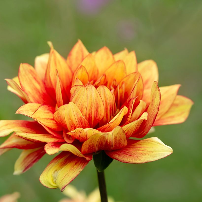 Dahlia Dazzling Sun - decoratieve dahlia (Bloei)