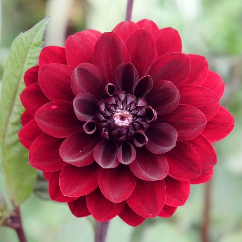 Dahlia Karma Choc - decoratieve dahlia (Bloei)