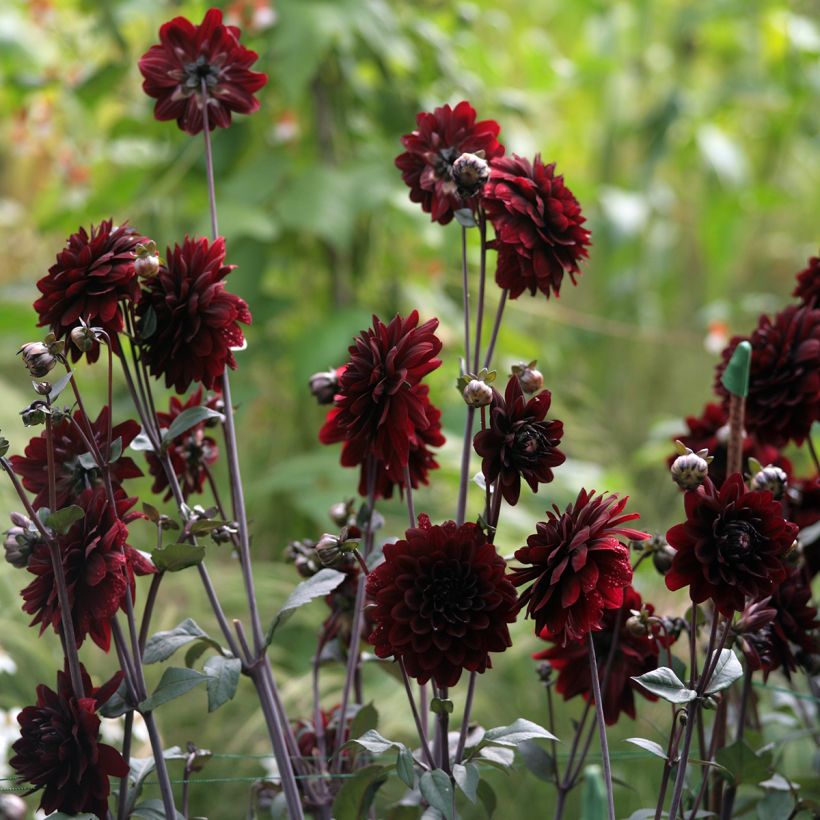 Dahlia Karma Choc - decoratieve dahlia (Groeiplaats)