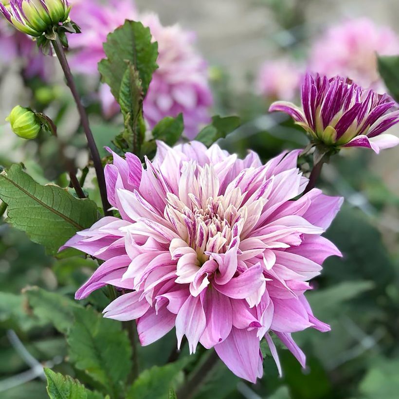 Dahlia Labyrinth Twotone - decoratieve dahlia (Flowering)